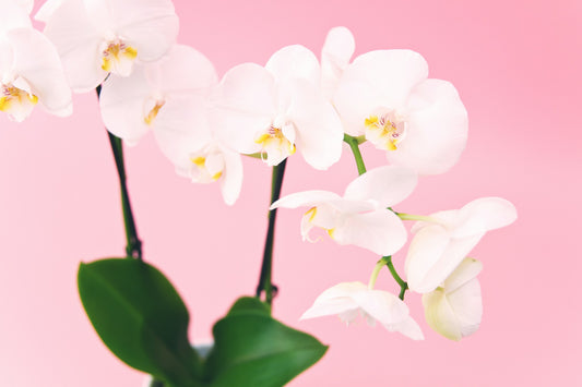 phalaenopsis, moth orchid, white colour