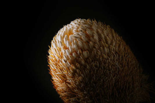 Australian Native Flower Banksia - Five Petals Florist Newcastle - Photo by Jake Charles on Unsplash