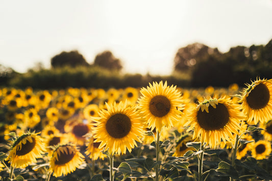 Five Petals Florist - Field of Sunflowers - Ideal for Bouquets