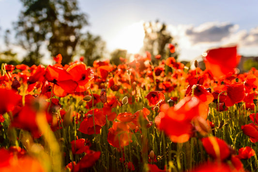 Five Petals Florist - Newcastle - Field of Red Poppies (Photo by Léonard Cotte on Unsplash)