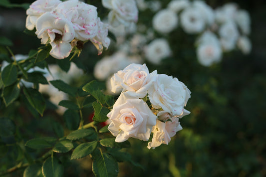 Five Petals Florist - Newcastle - Rose Garden (Photo by Marina Yalanska on Unsplash)