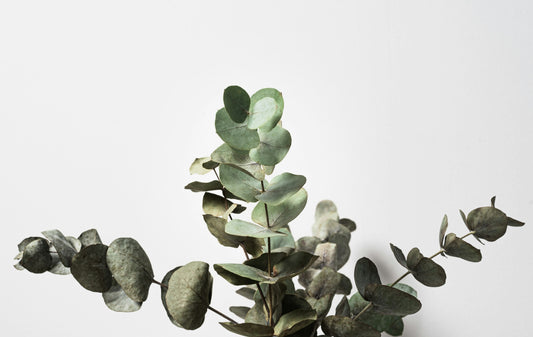 Five Petals Florist - Eucalyptus Leaves - Gum Tree Leaves - Branches