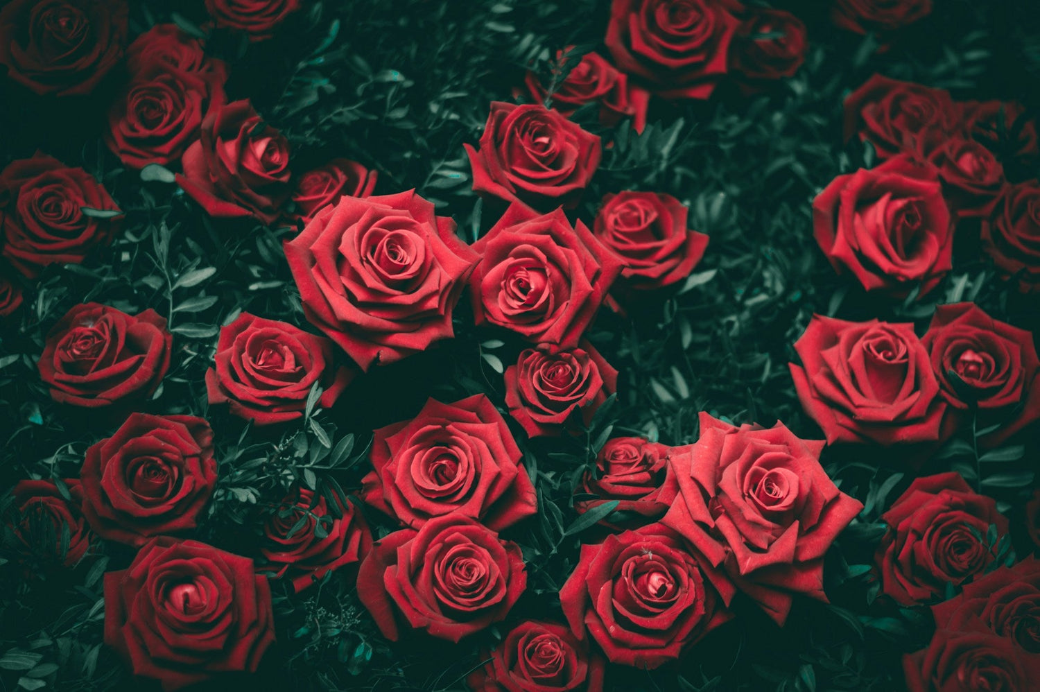 A cluster of red roses. Photos by Biel Morro