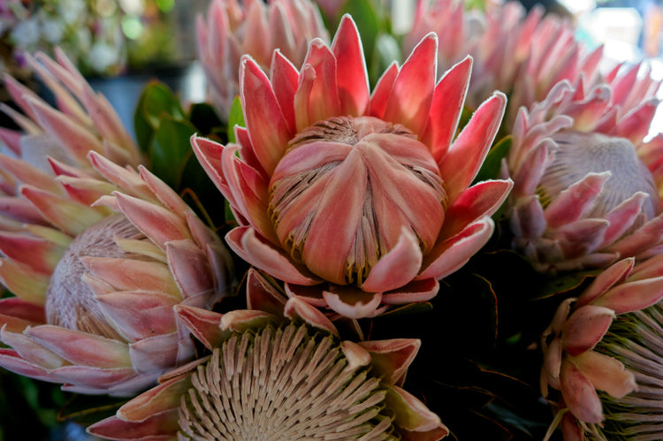 A bunch of large vibrant red pink protea.