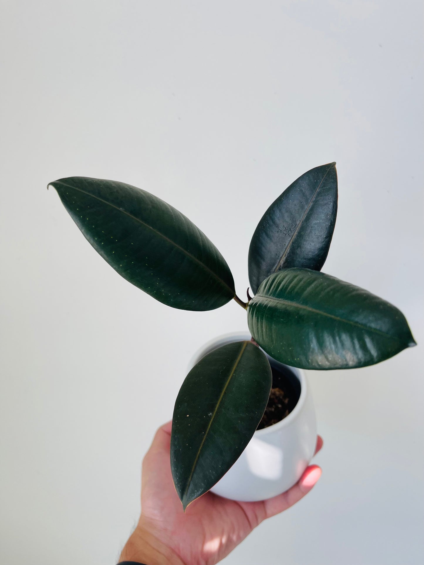 Palm Sized Indoor Potted Plant