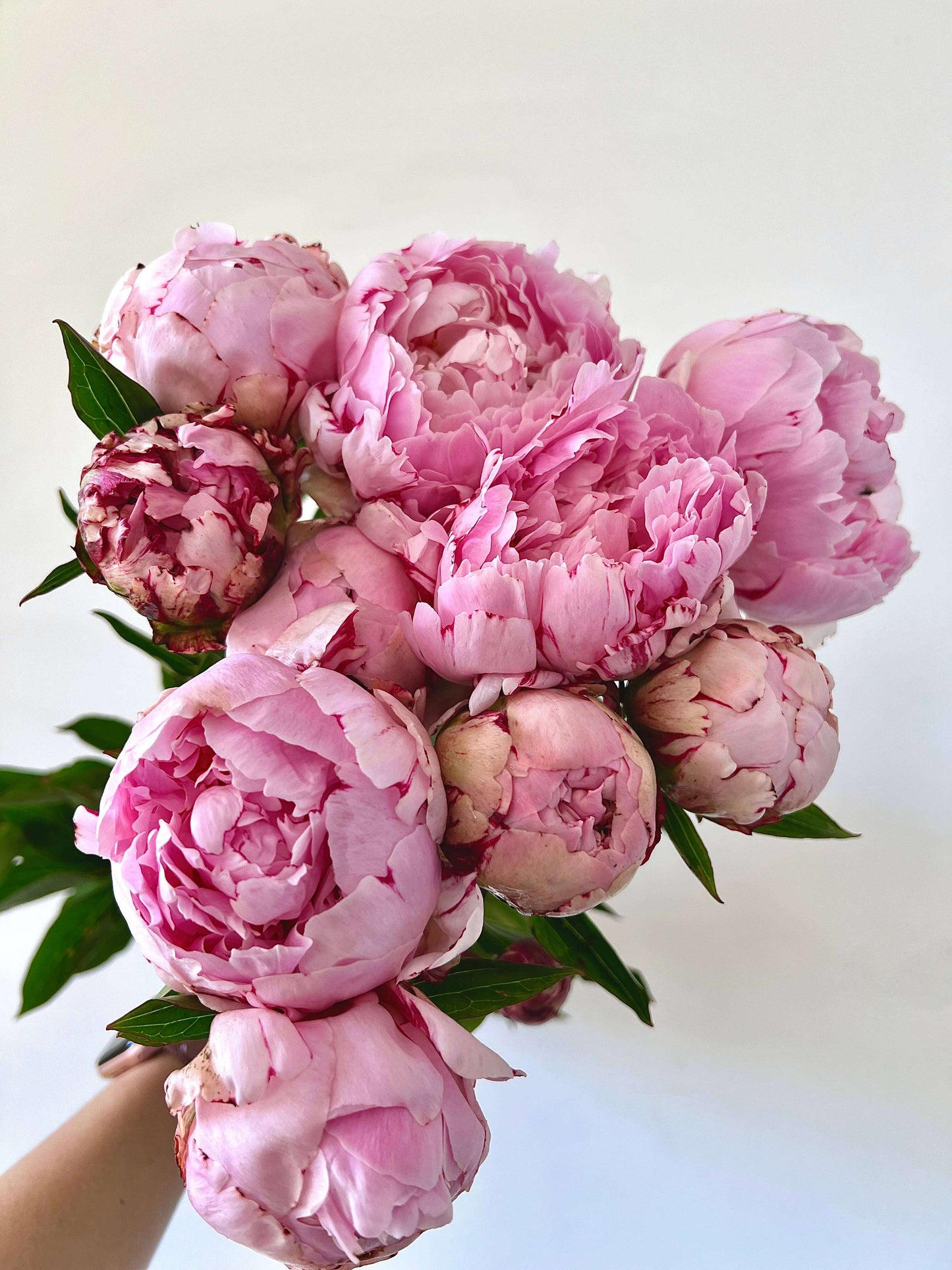 Peonies Dreams