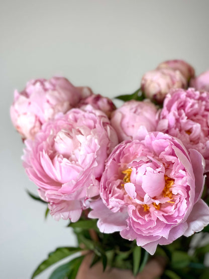 Peonies Dreams