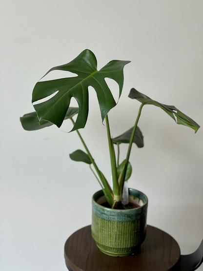 Monstera Deliciosa (Swiss-cheese Plant)